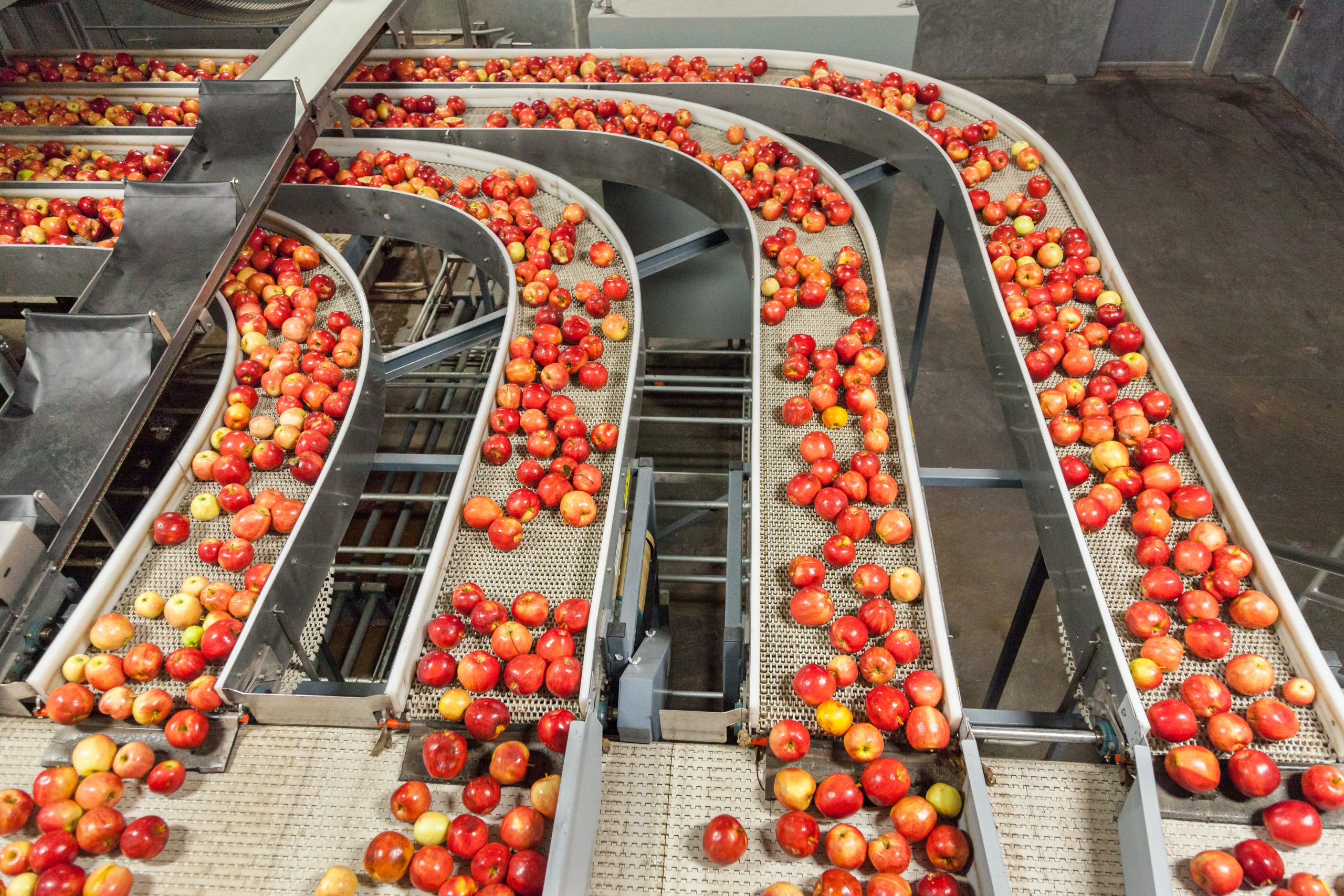 Clean,And,Fresh,Gala,Apples,On,A,Conveyor,Belt,In